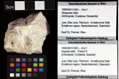 Foto (Objket + Etiketten) von Isopoda indet. 